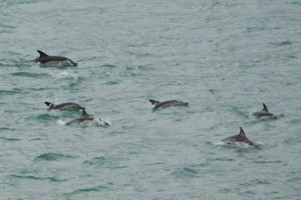26 January 2020 - 09-11-23-2.jpg
The next day - possibly a coincidence, possibly not - a pod of about thirty dolphins raced along the river for about an hour.
#DartmouthDolphins #PodOfDolphinsDartmouth